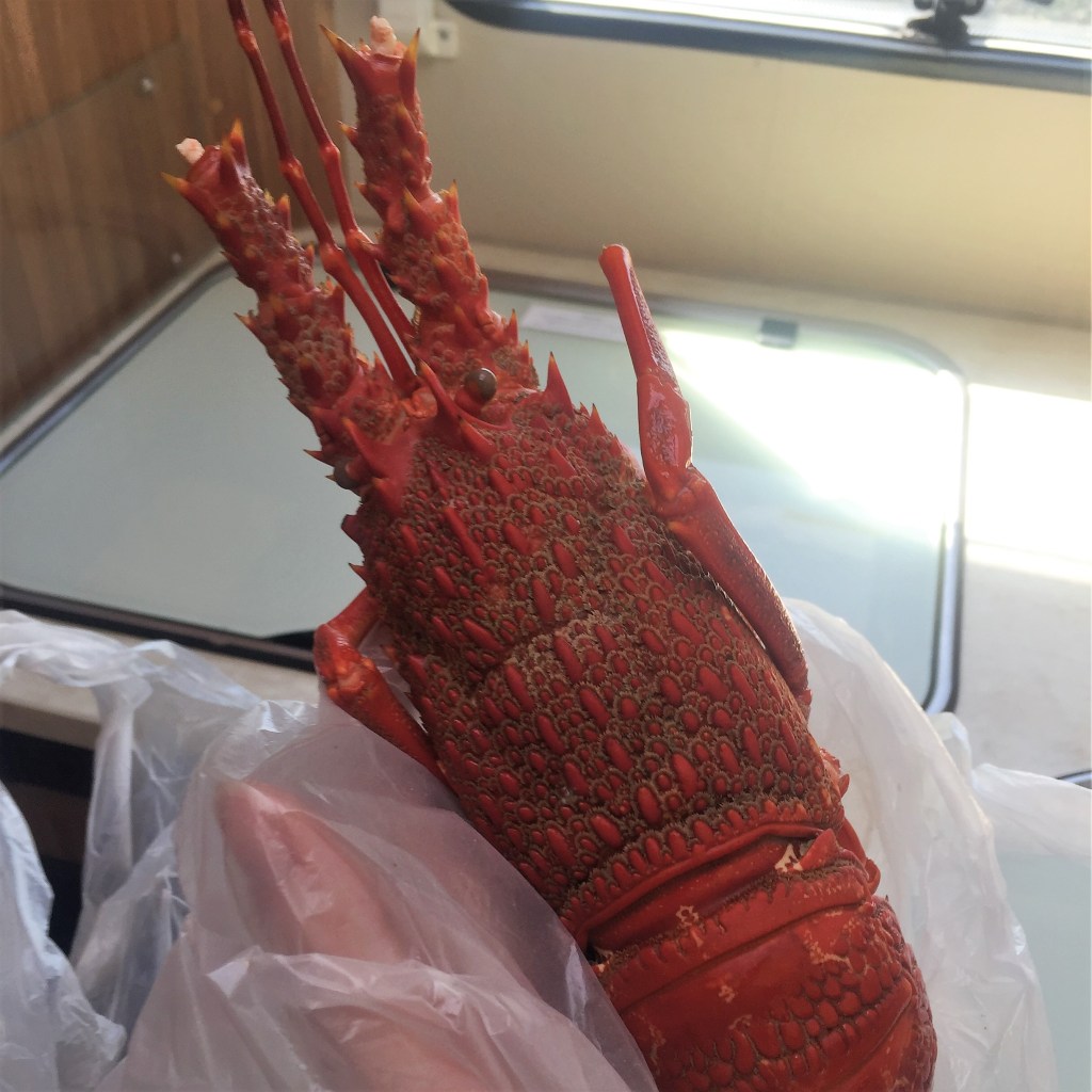 Day 4: The Diplomatic&nbsp;Crayfish