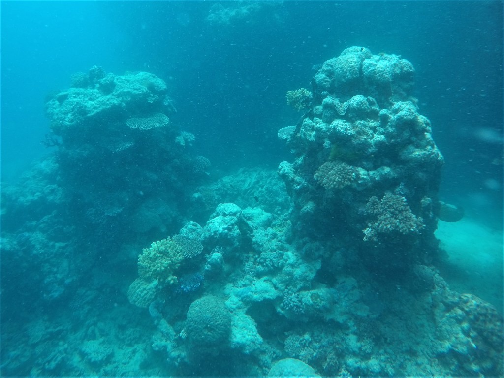 Day 34: Return to the&nbsp;Reef