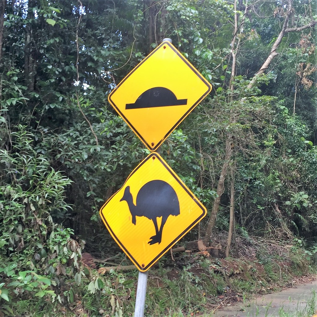 Day 33: Cassowary&nbsp;Quest