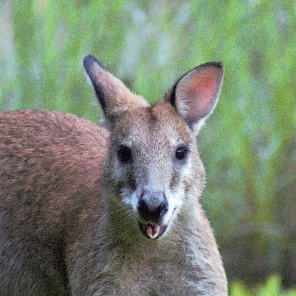 Day 36: Wallabies and&nbsp;Coconuts