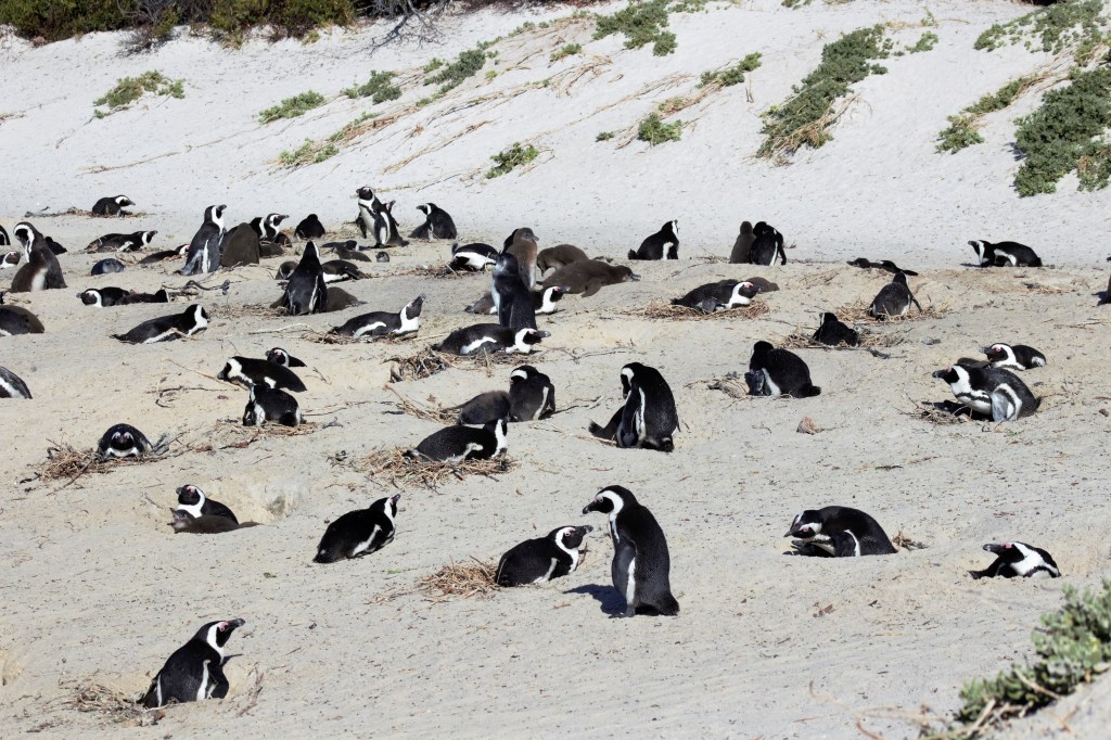 Day 56: Lousy With&nbsp;Penguins