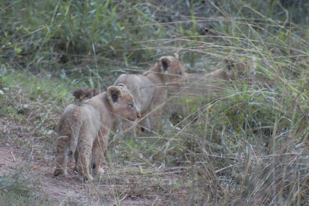 Day 60: “Seeing double isn’t a bad thing on&nbsp;Safari”