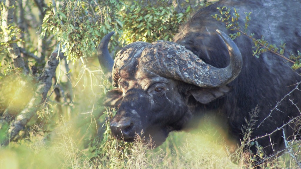 Day 62: Buffalo buffalo Buffalo&nbsp;buffalo.