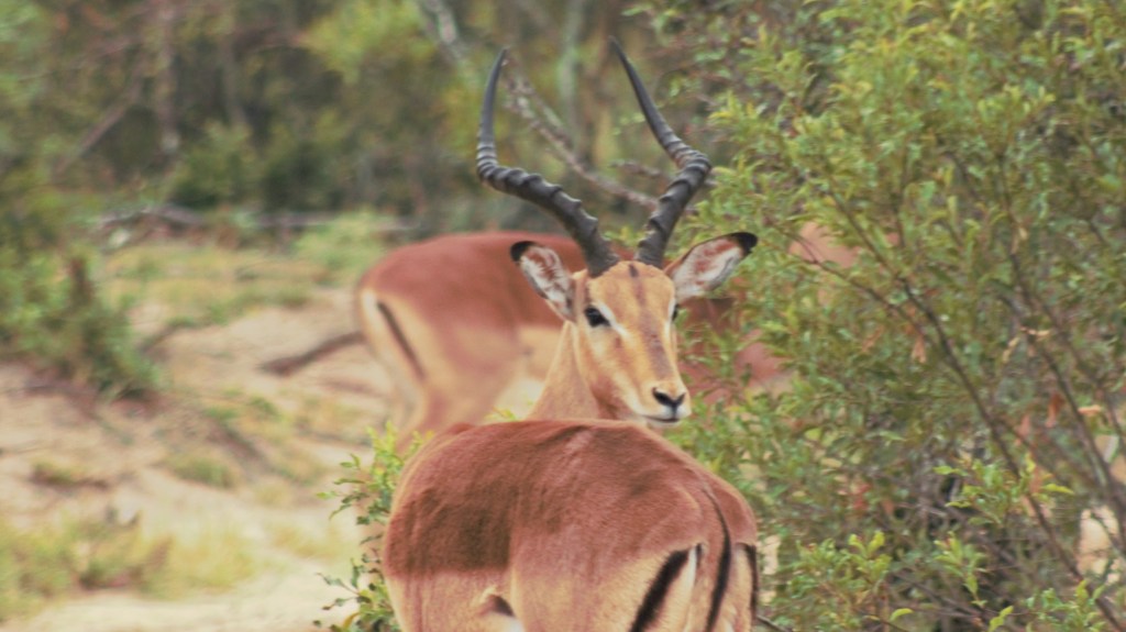 Day 63: Going in for the&nbsp;kill