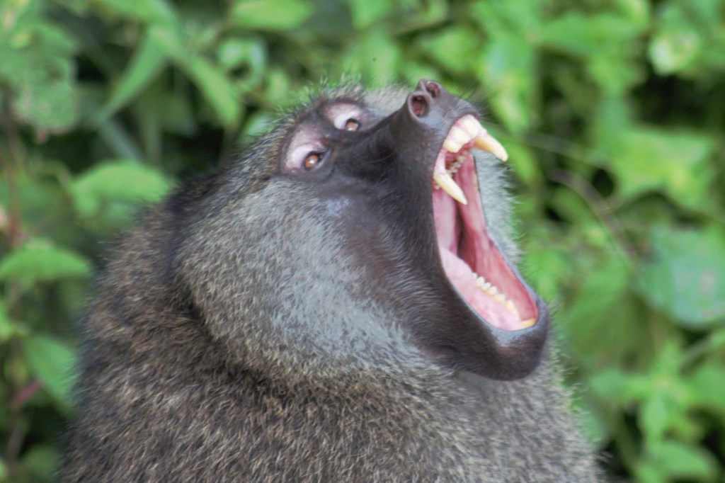 Day 65: Hakuna&nbsp;Matata