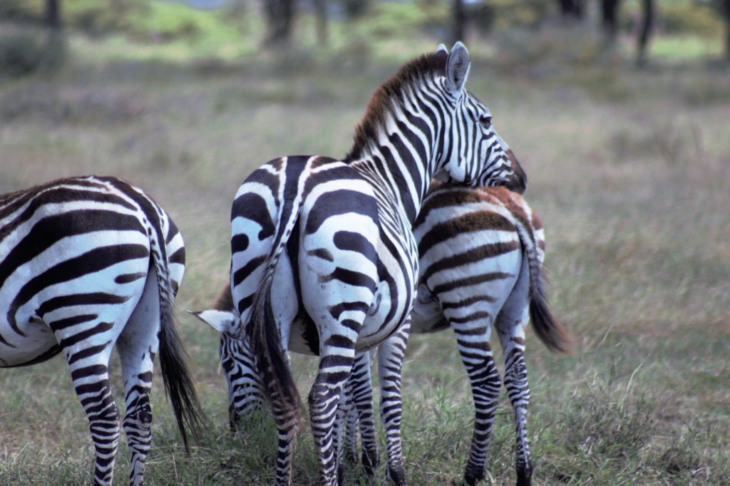 Day 68: You’re Welcome&nbsp;(Karibasana)