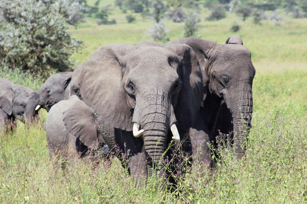 Day 70: Elephants on&nbsp;Parade