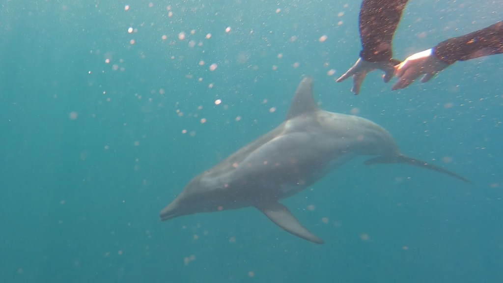 Consolation Dolphins