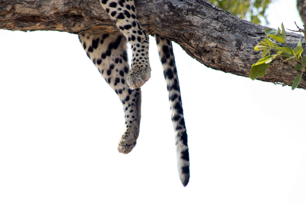 If you can’t do the time… don’t do the&nbsp;safari