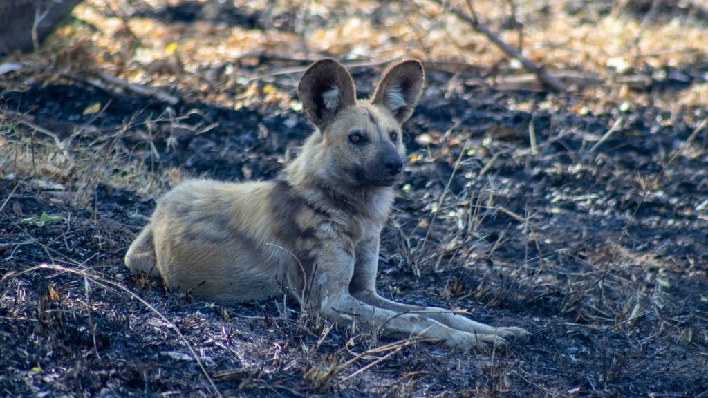 Do you hear an&nbsp;echo?