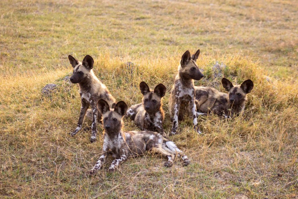 Dog days of&nbsp;Botswana