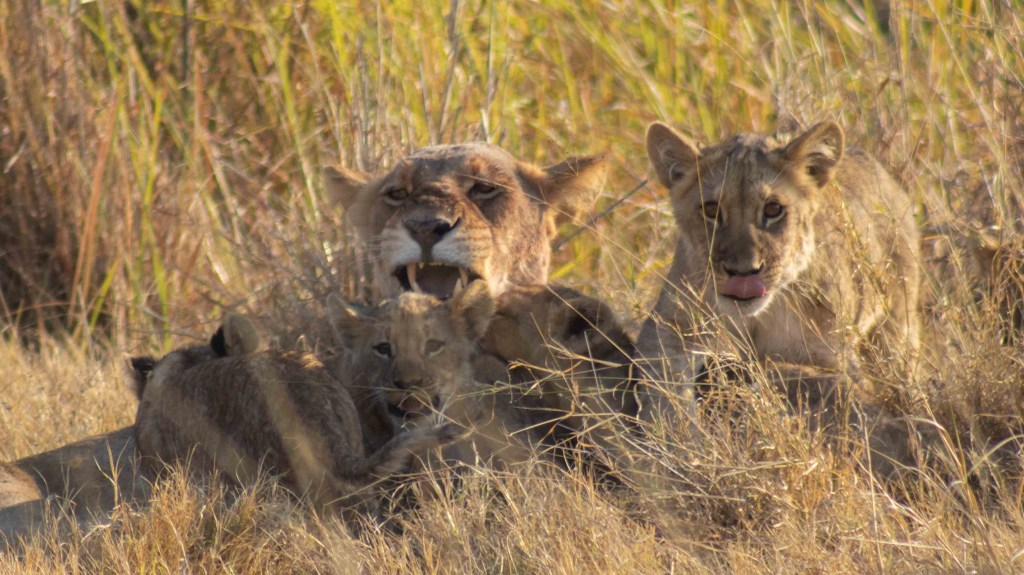 Oops! All Lions… and a very long travel&nbsp;day