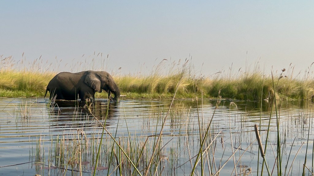 Tasteful Side Elephant