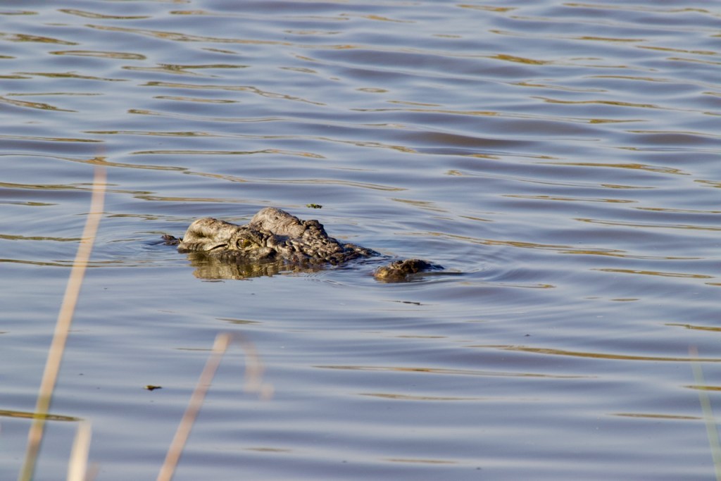 Okavango Swim
