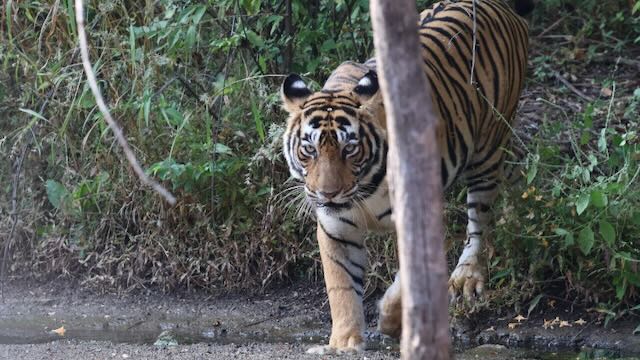 Ghee-king out in&nbsp;India